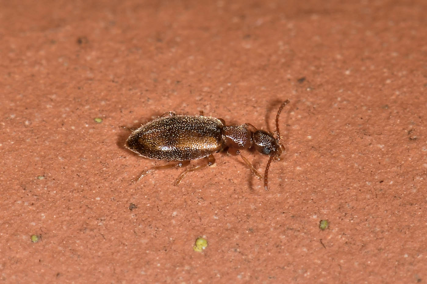 Anthicidae: Cordicollis instabilis? S, ma ora Cordicomus instabilis